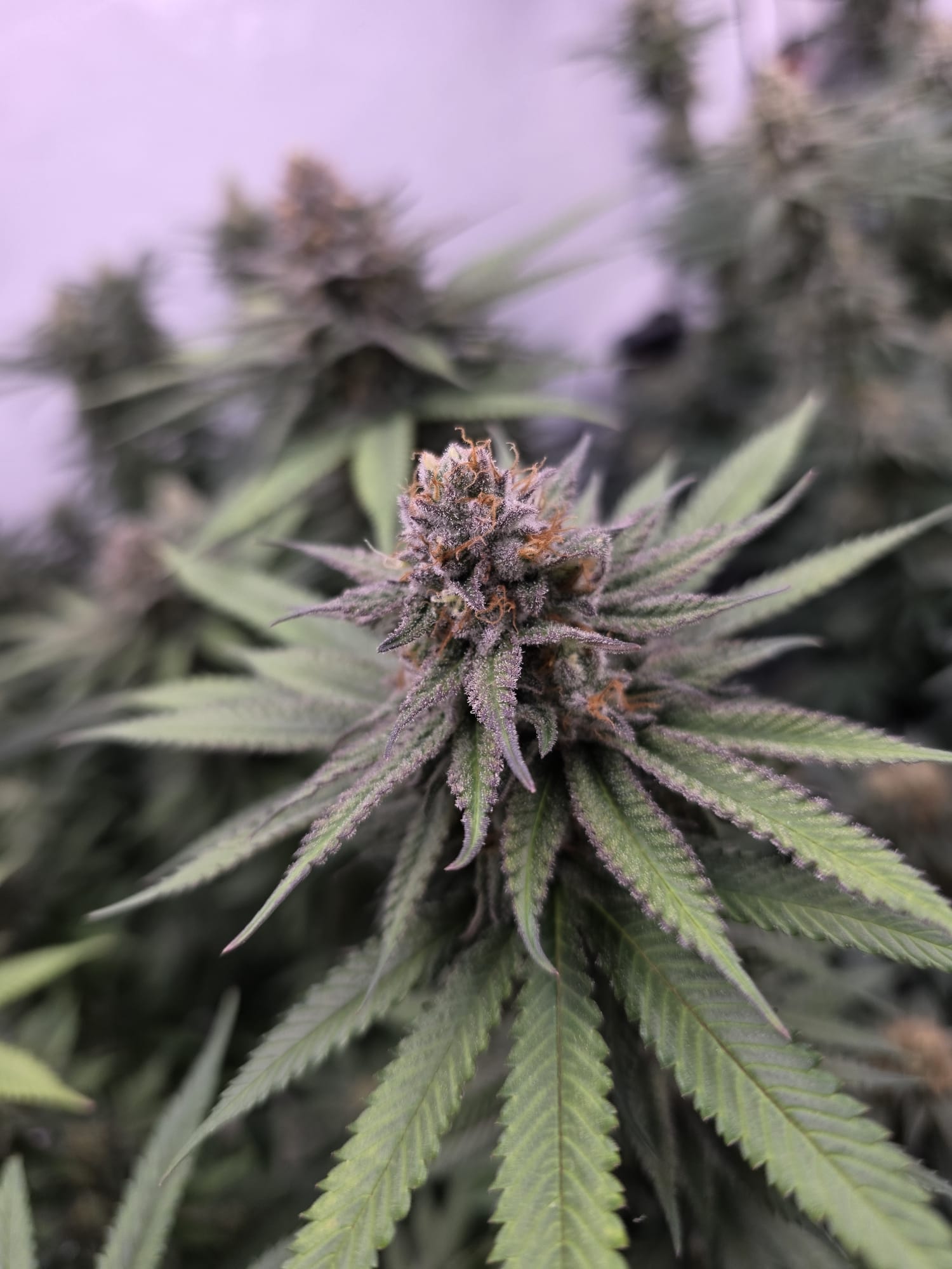 Frozen Moonlight Kush