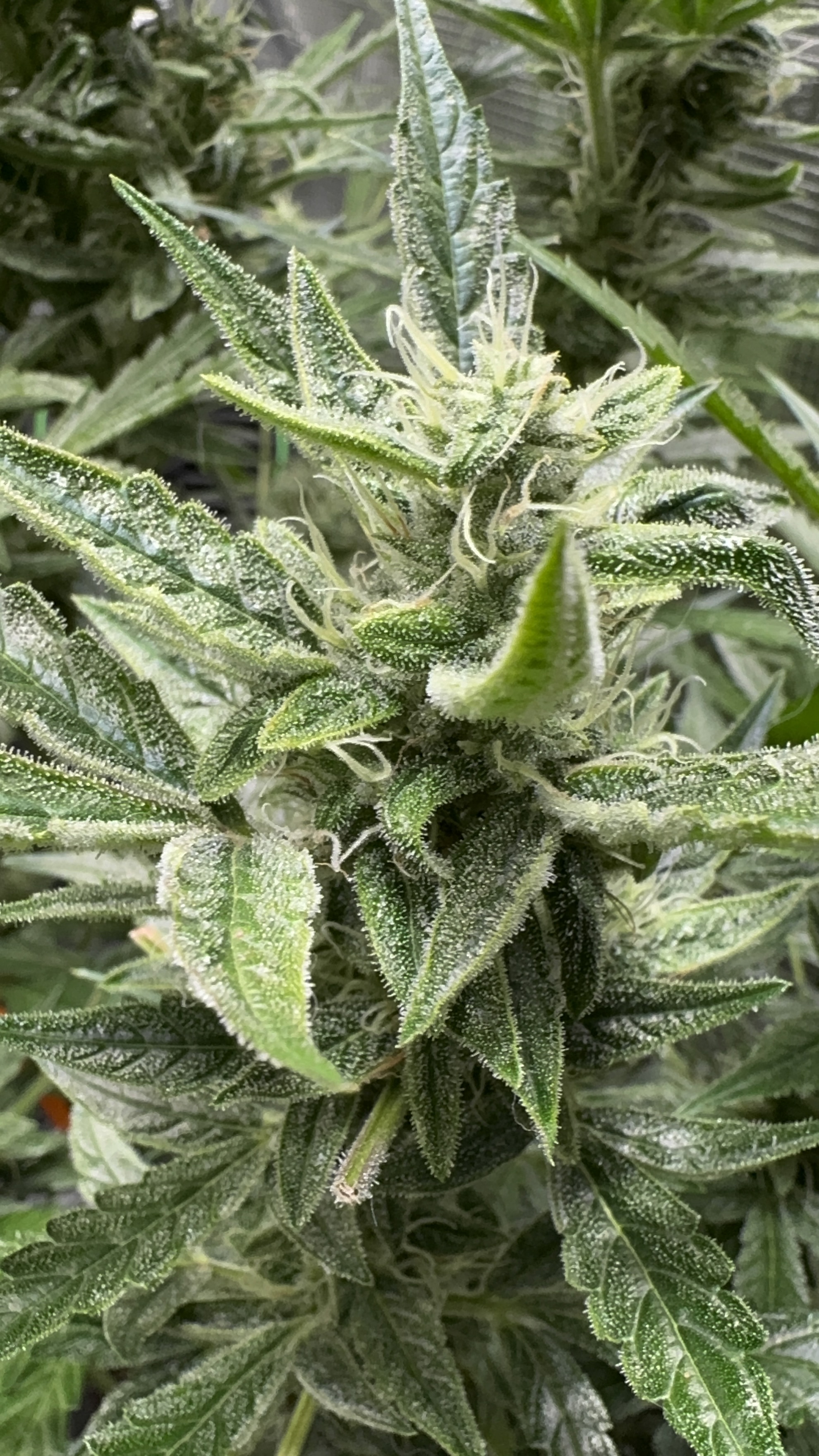Space Skunk
