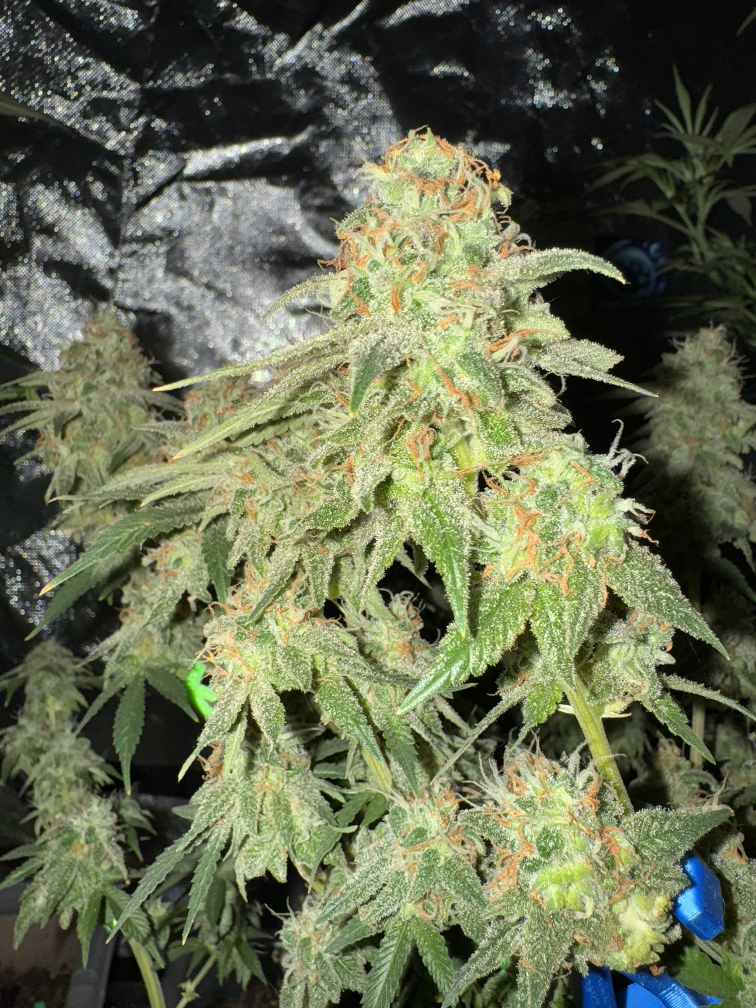 Mars Bud thumbnail 2