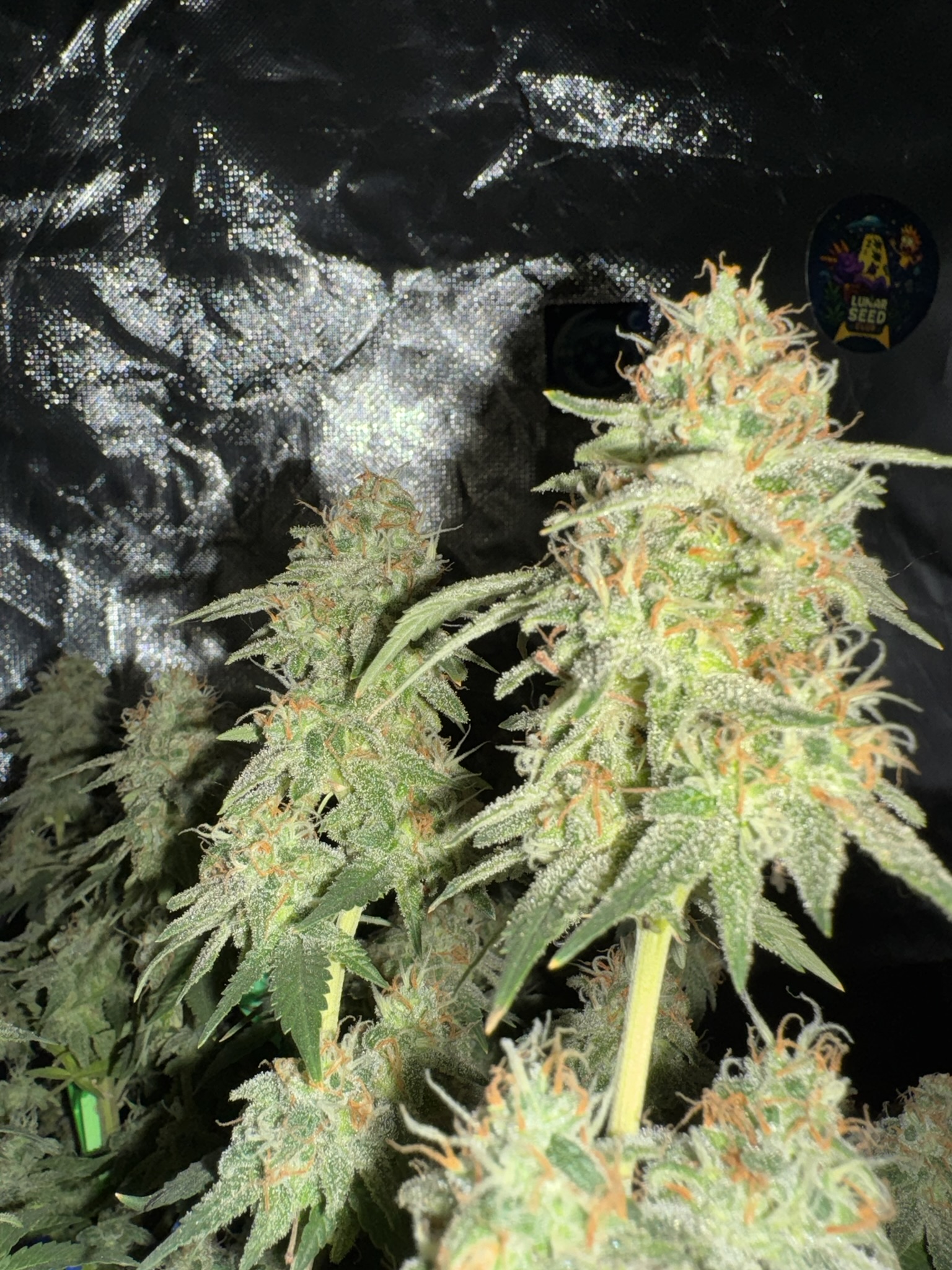 Mars Bud thumbnail 3