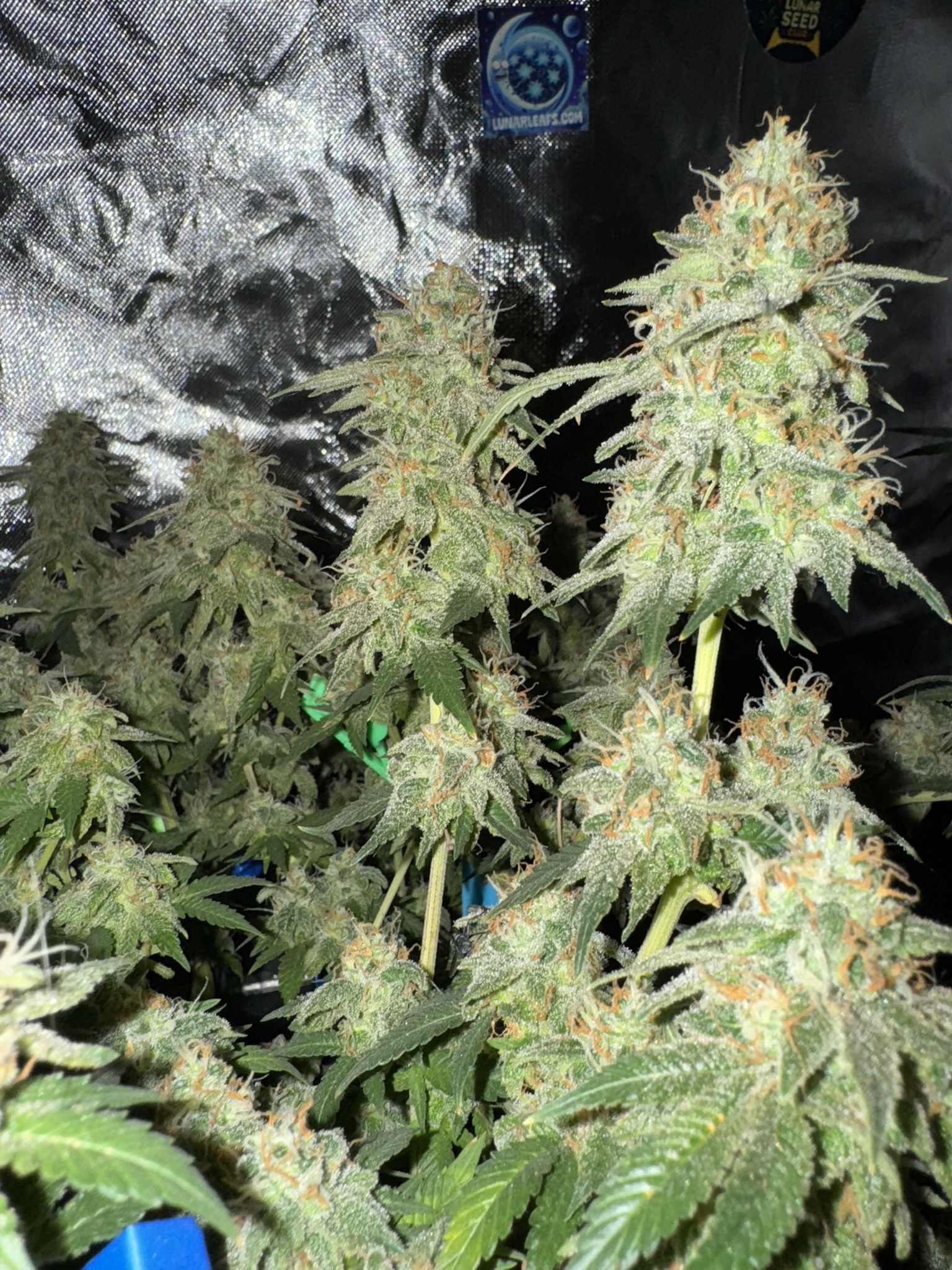 Mars Bud thumbnail 4