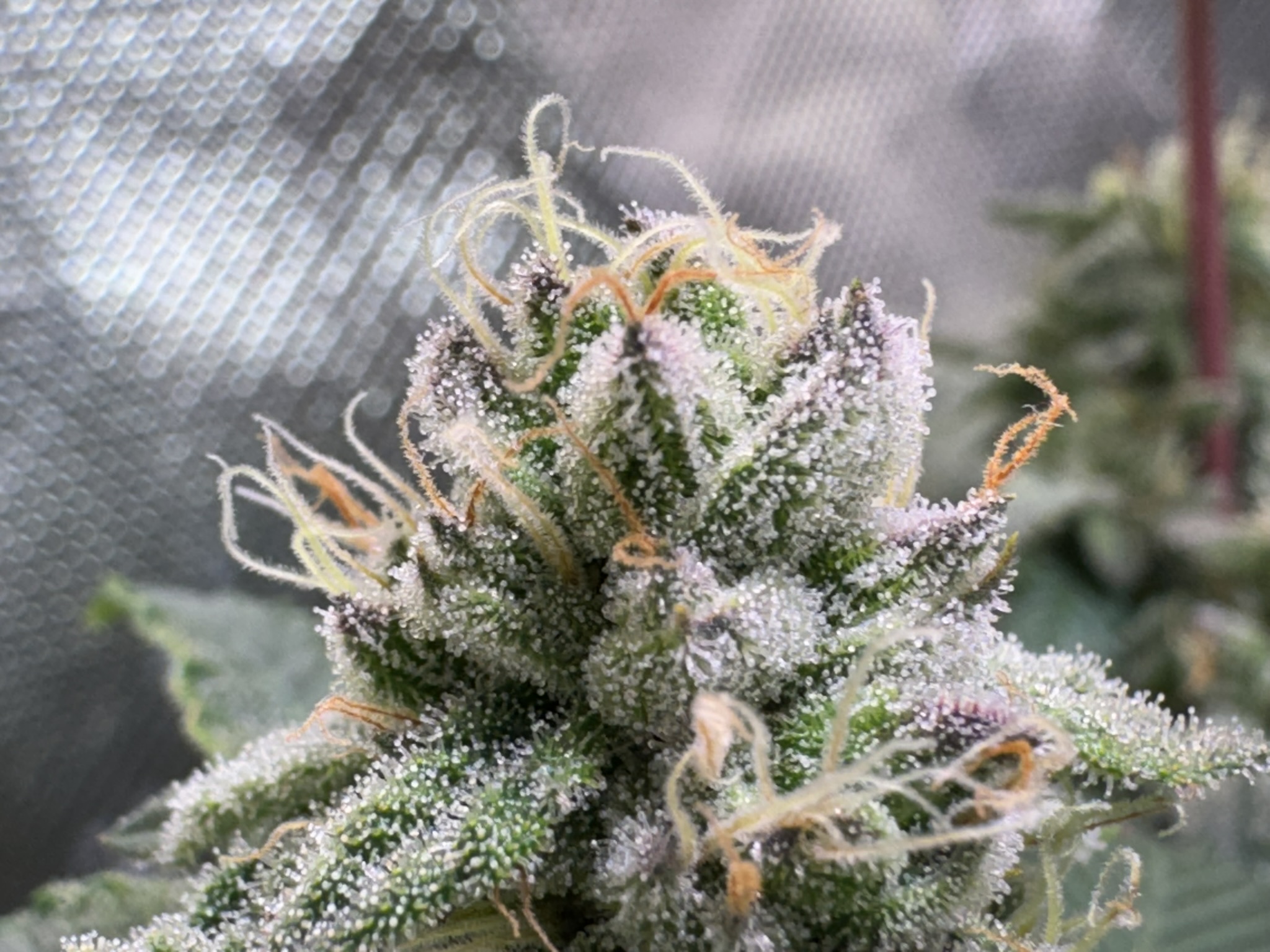 RustyOG F1 thumbnail 2