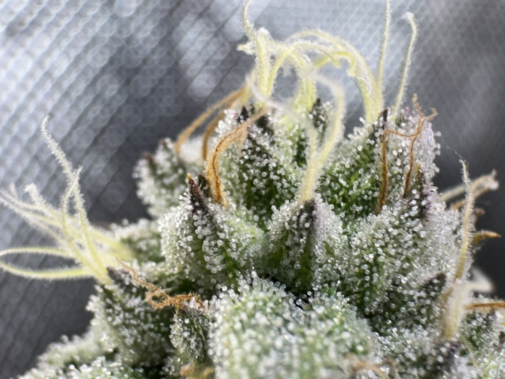 RustyOG F1 thumbnail 3