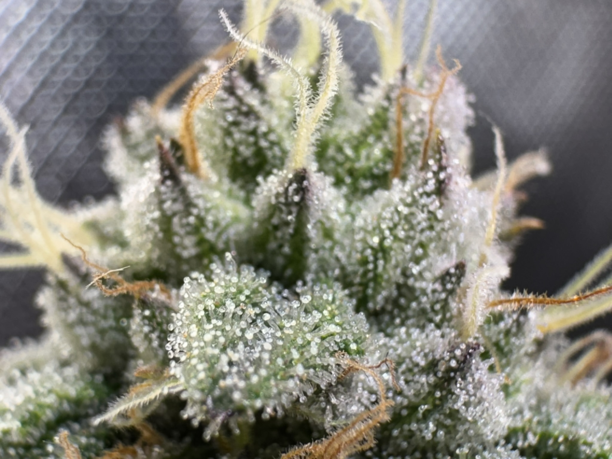 RustyOG F1 thumbnail 4