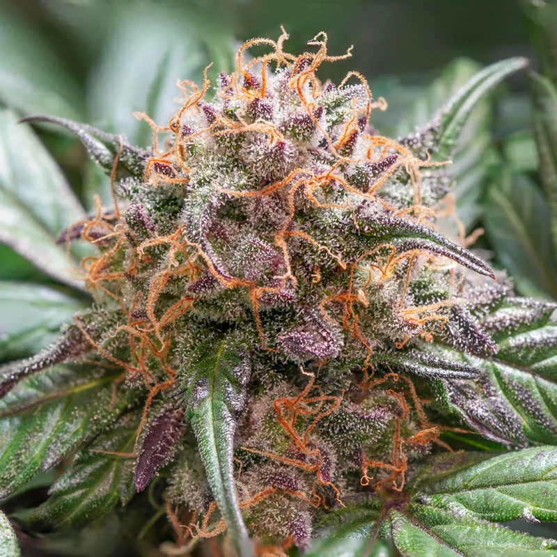 Trichome Cream