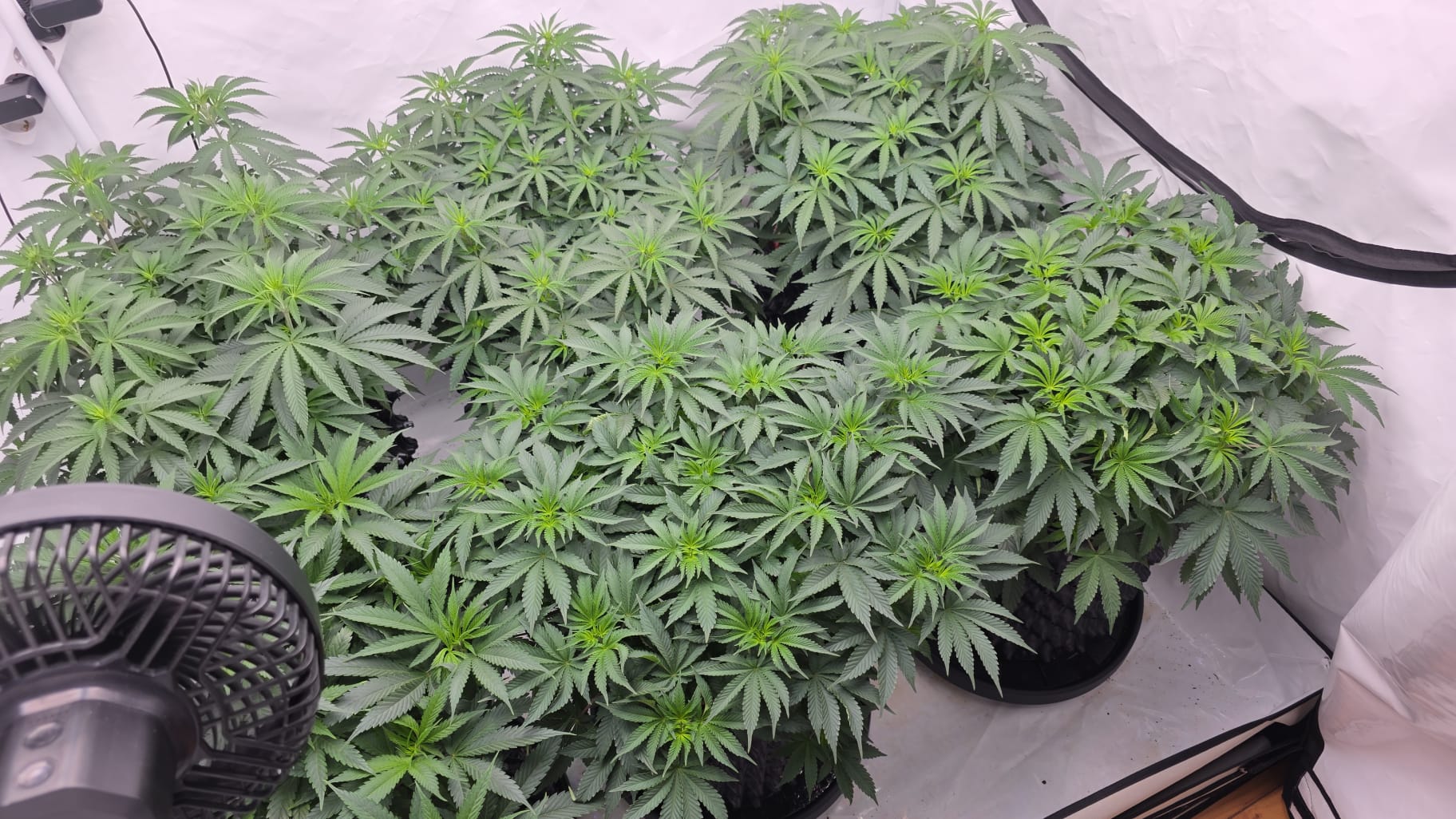 Frozen Moonlight Kush thumbnail 2